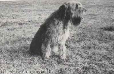 Griffon Korthals HOUKERS DU BOIS D'ONZION Griffon Korthals HOUKERS DU BOIS D'ONZION